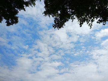 蓝天白云树影