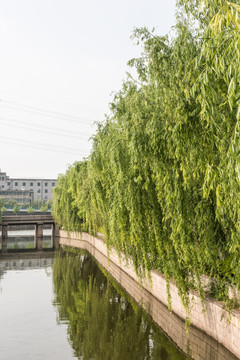 水边垂柳