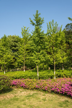 八字山公园园林景观