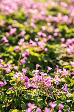 紫色小花