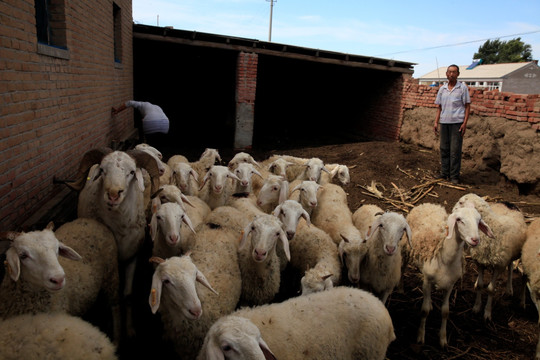 农户养羊