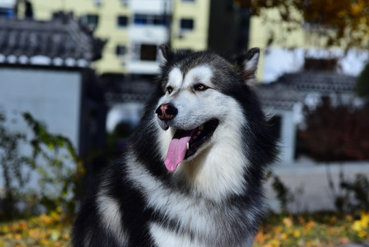 高清  阿拉斯加雪橇犬