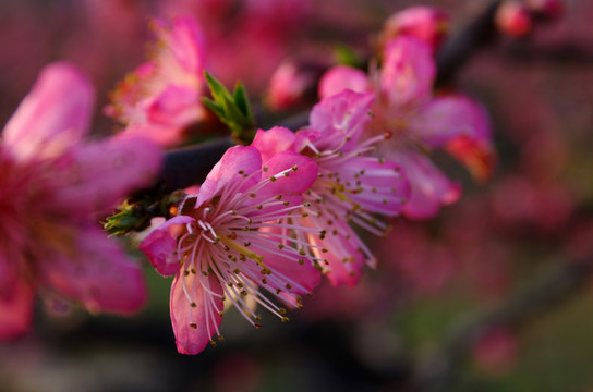 人间芳菲地