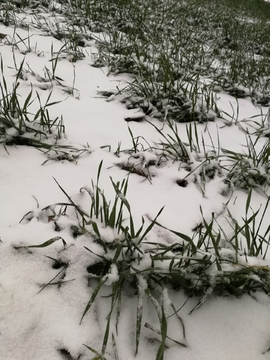 雪覆盖的麦田