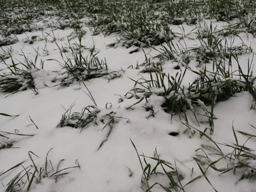 雪覆盖的麦田