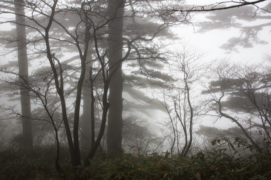 雾中的黄山松林