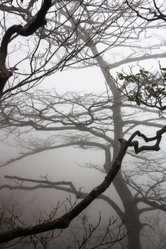 云雾树姿