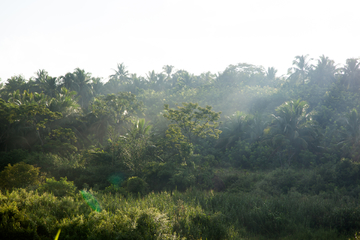 热带雨林的早晨