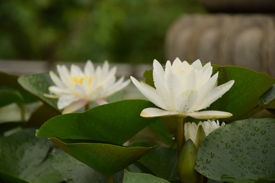 莲花