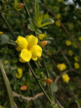 黄色小花