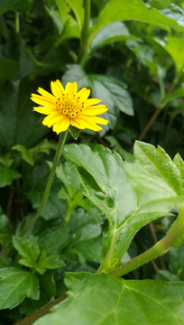 黄色小花