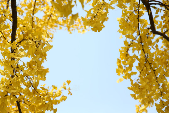 金黄色的树叶