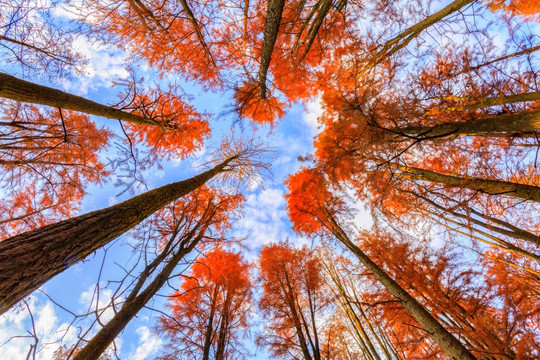 青山湖水上森林红杉林