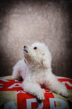 贵宾犬