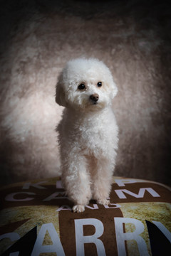 贵宾犬