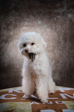 贵宾犬