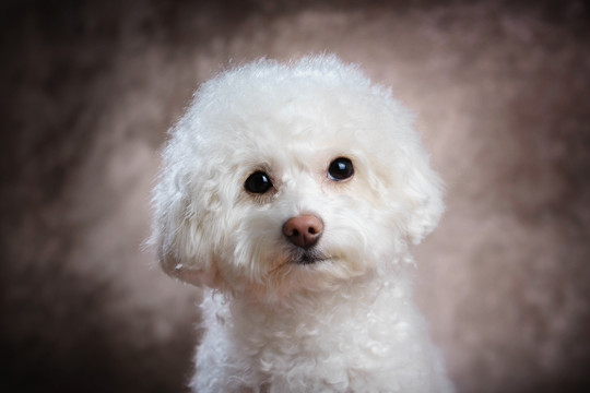 贵宾犬
