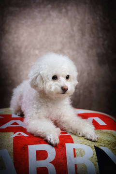 贵宾犬