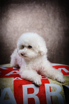 贵宾犬