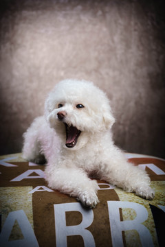 贵宾犬