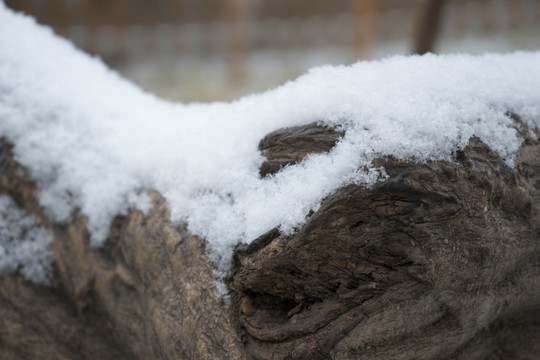 落雪