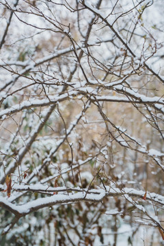 树上的雪