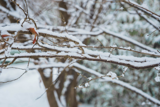 树上的雪