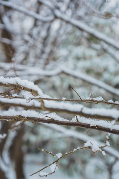 树上的雪
