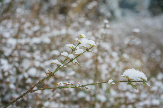 树叶落雪