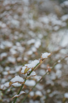 树叶落雪