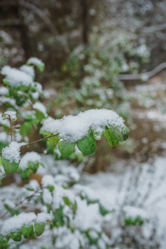 树叶落雪