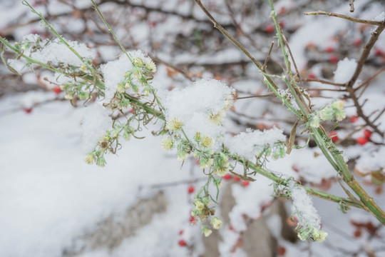 树叶落雪