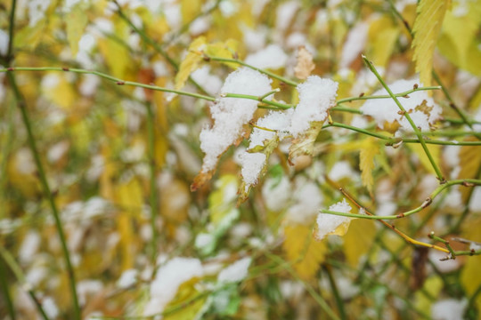 树叶落雪