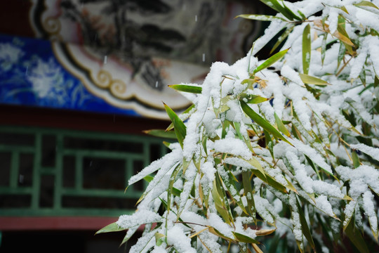 树叶落雪