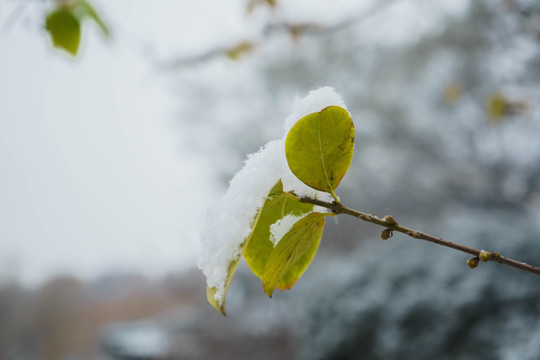 树叶落雪