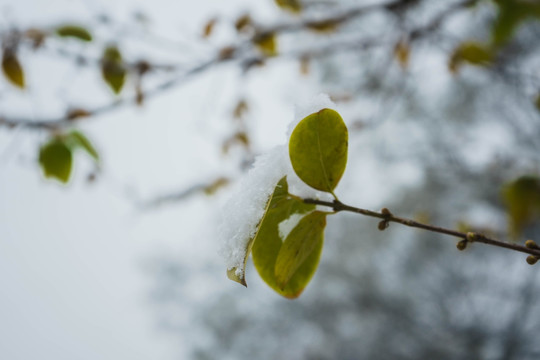 树叶落雪