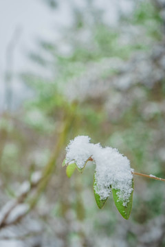 树叶落雪