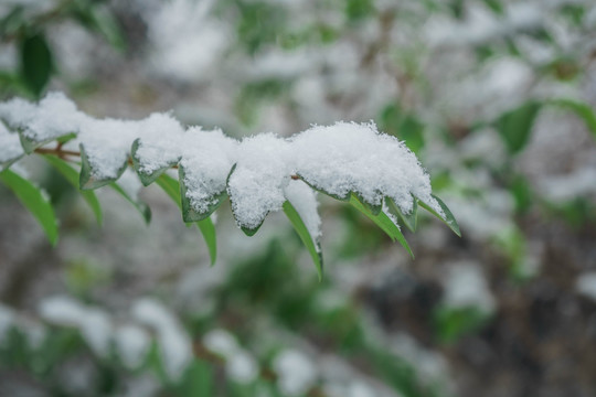 树叶落雪