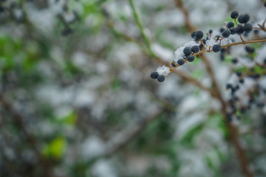 树叶落雪