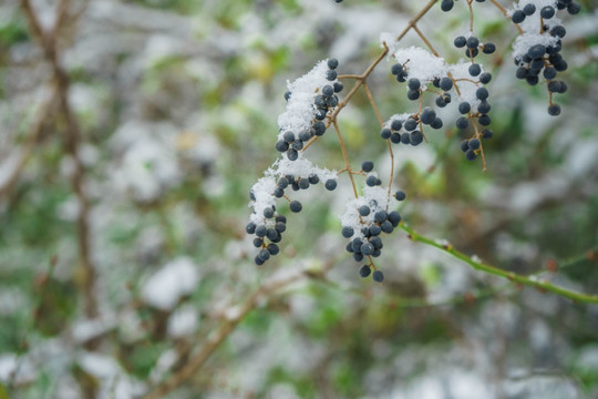 树叶落雪