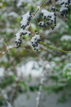 树叶落雪