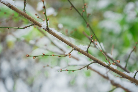 树叶落雪