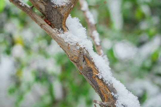 树叶落雪