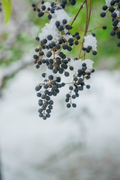 树叶落雪