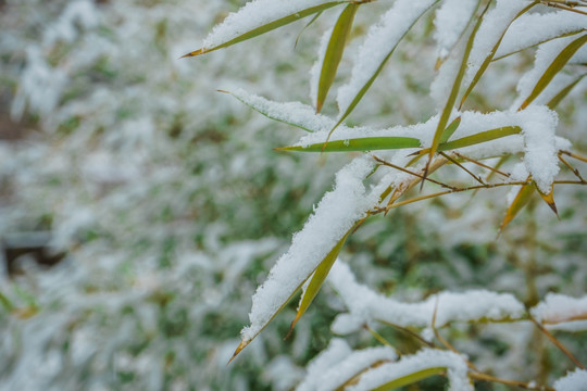 树叶落雪