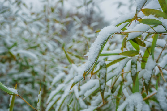 树叶落雪