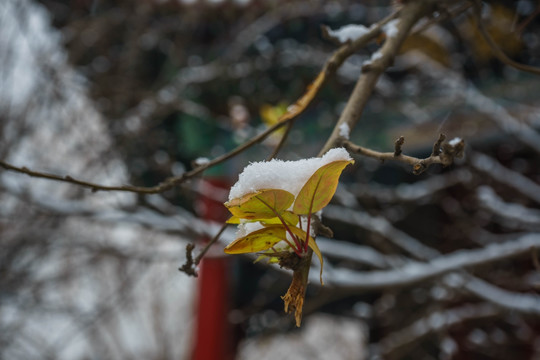 树叶落雪