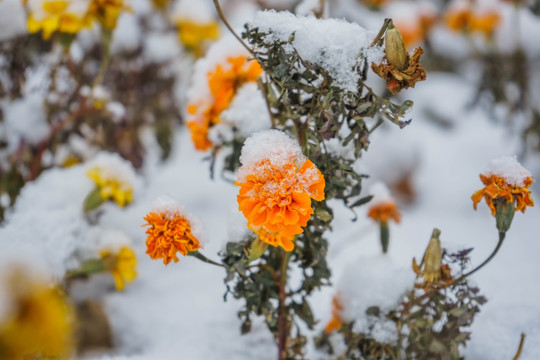雪