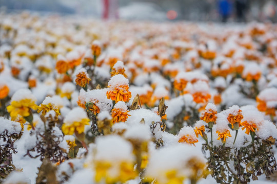 雪