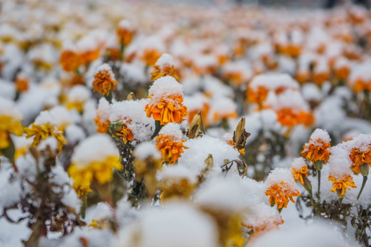 雪